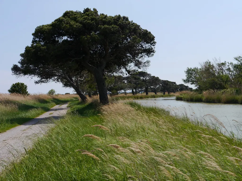 Rad- und Wanderweg unter Pinien am Kanal durch die Lagunenlandschaft bei Narbonne