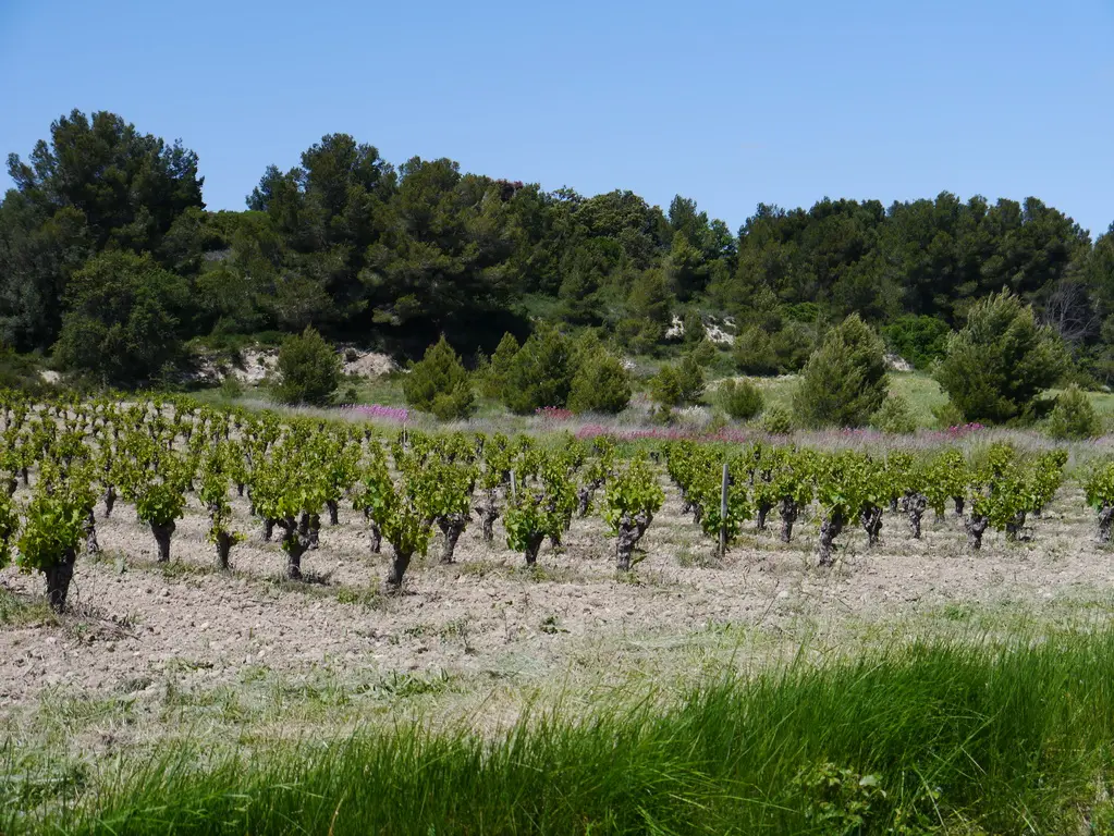 Weinberge am Fuß der Montagne de la Clape bei St. Pierre la Mer